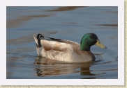 DSC_5037 Mallard * 3036 x 2010 * (281KB)